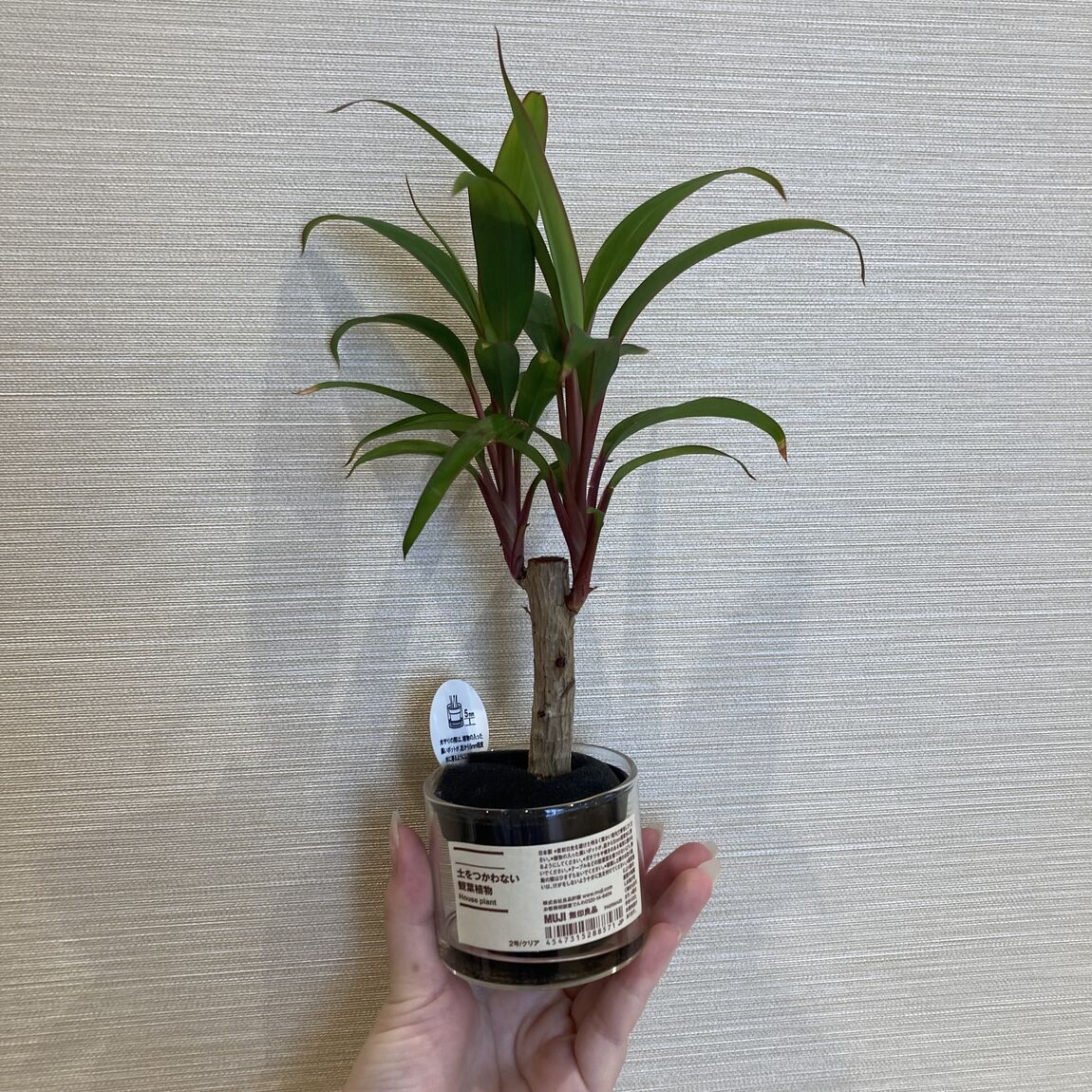 観葉植物
