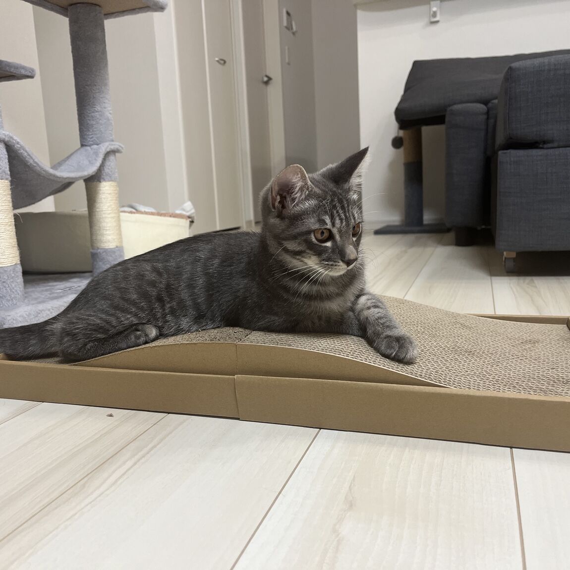ペット