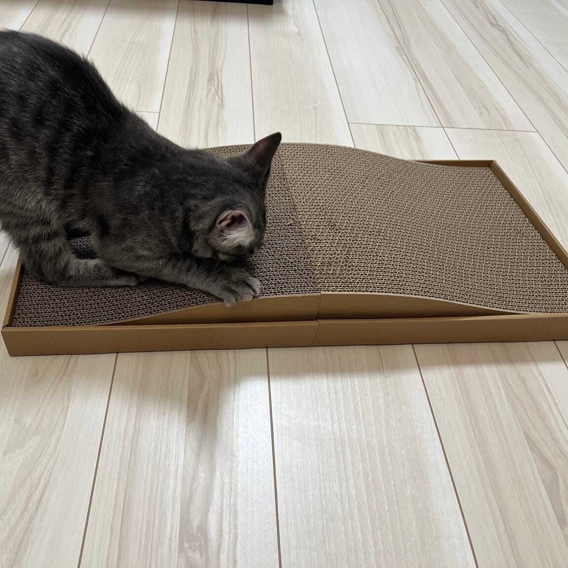 ペット