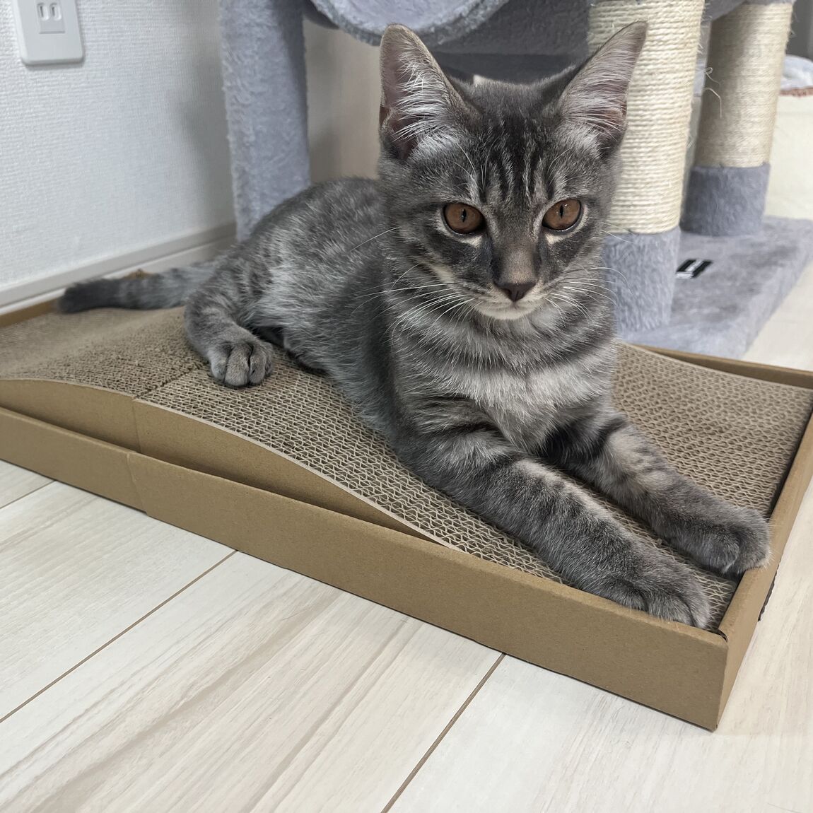 ペット