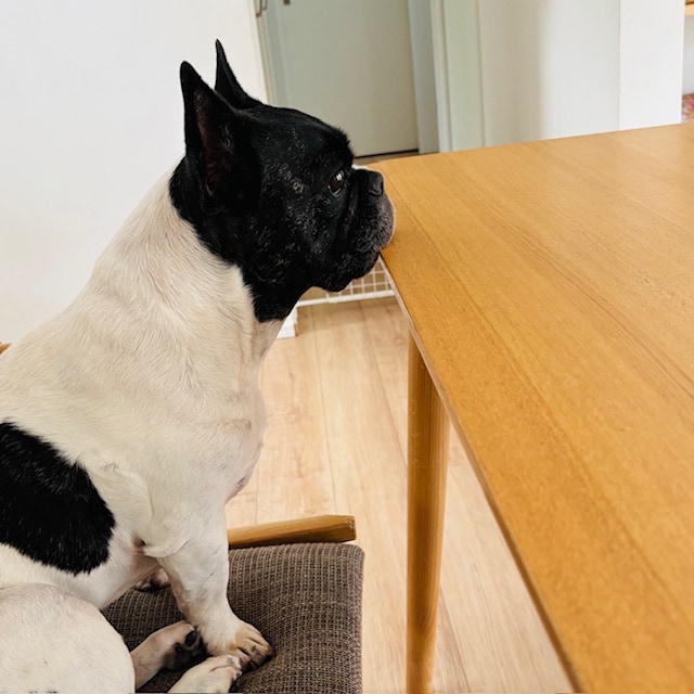 犬