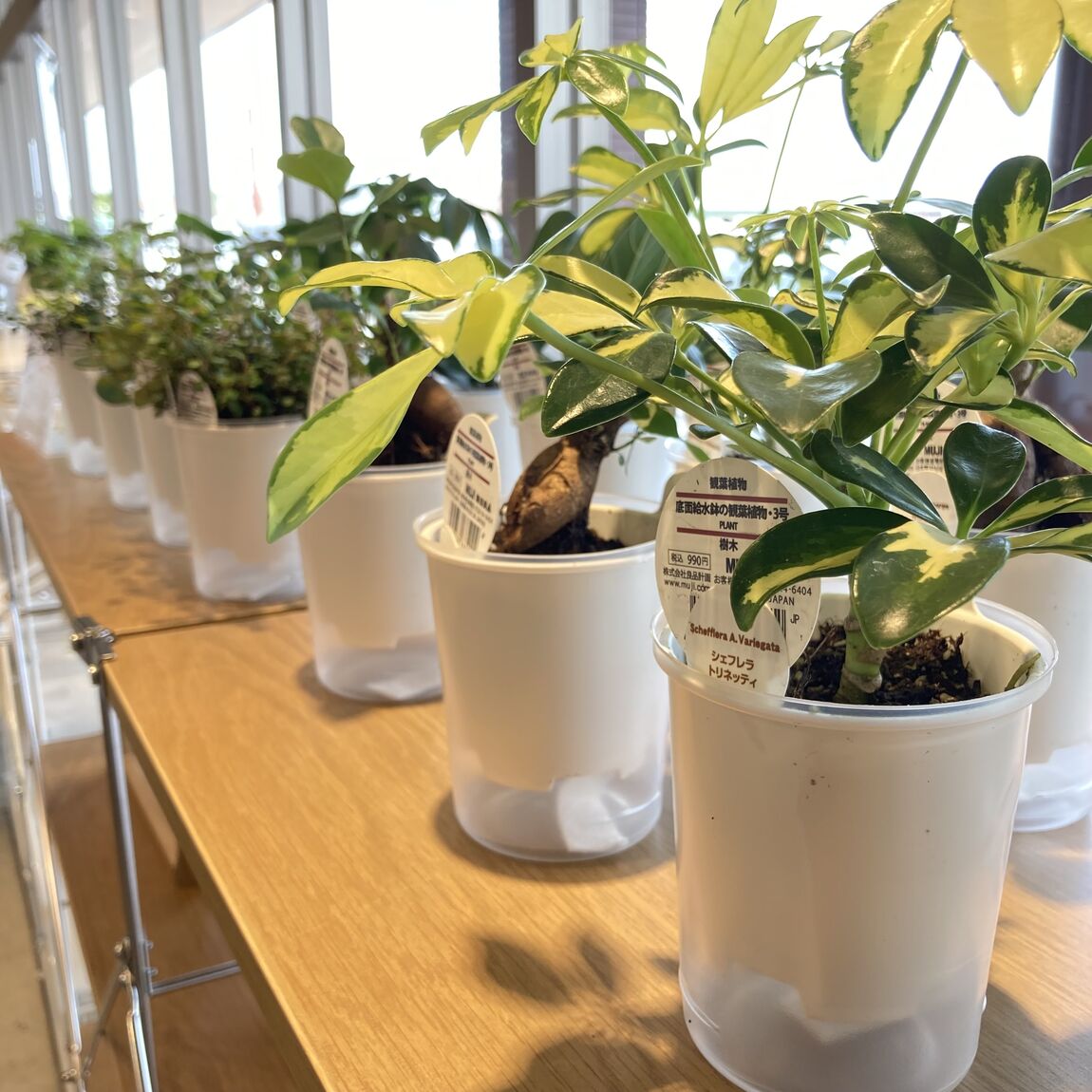【オークビレッジかみす】グリーン入荷しました