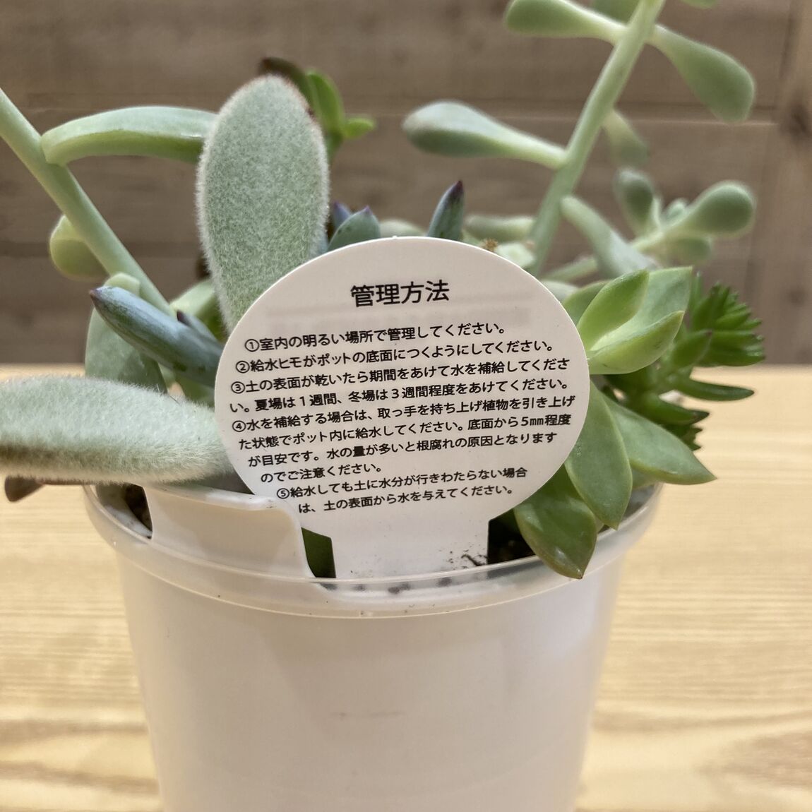 【Ｖタウン芥見】暮らしにグリーンを