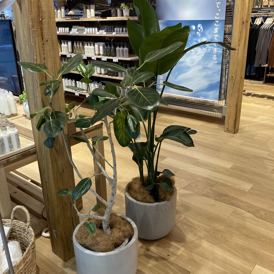 大きな観葉植物のご紹介