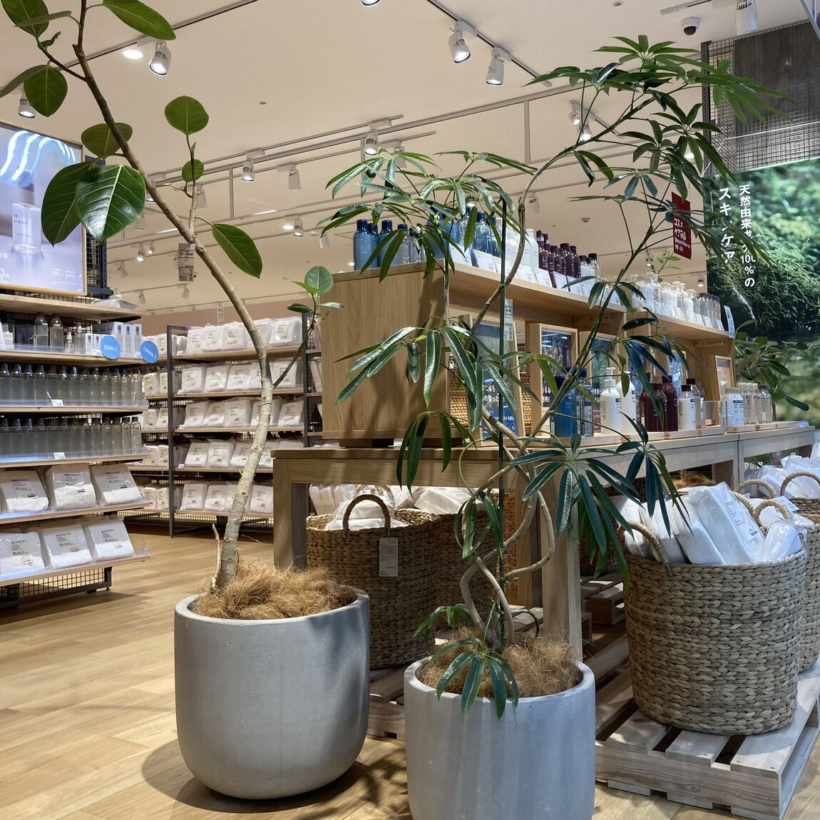大きな観葉植物のご紹介
