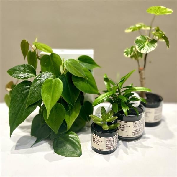 壁につけられ観葉植物と土をつかわない観葉植物