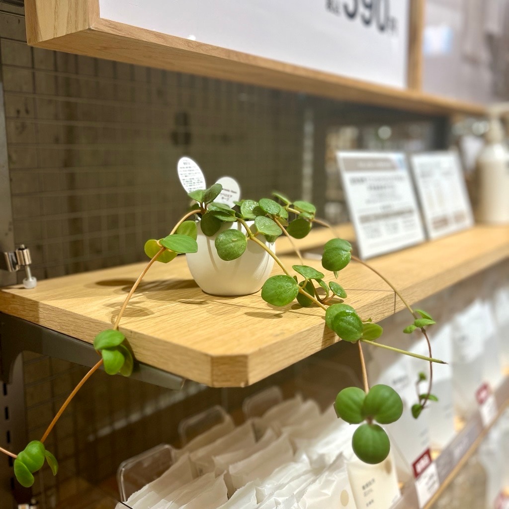 ヘルビの観葉植物