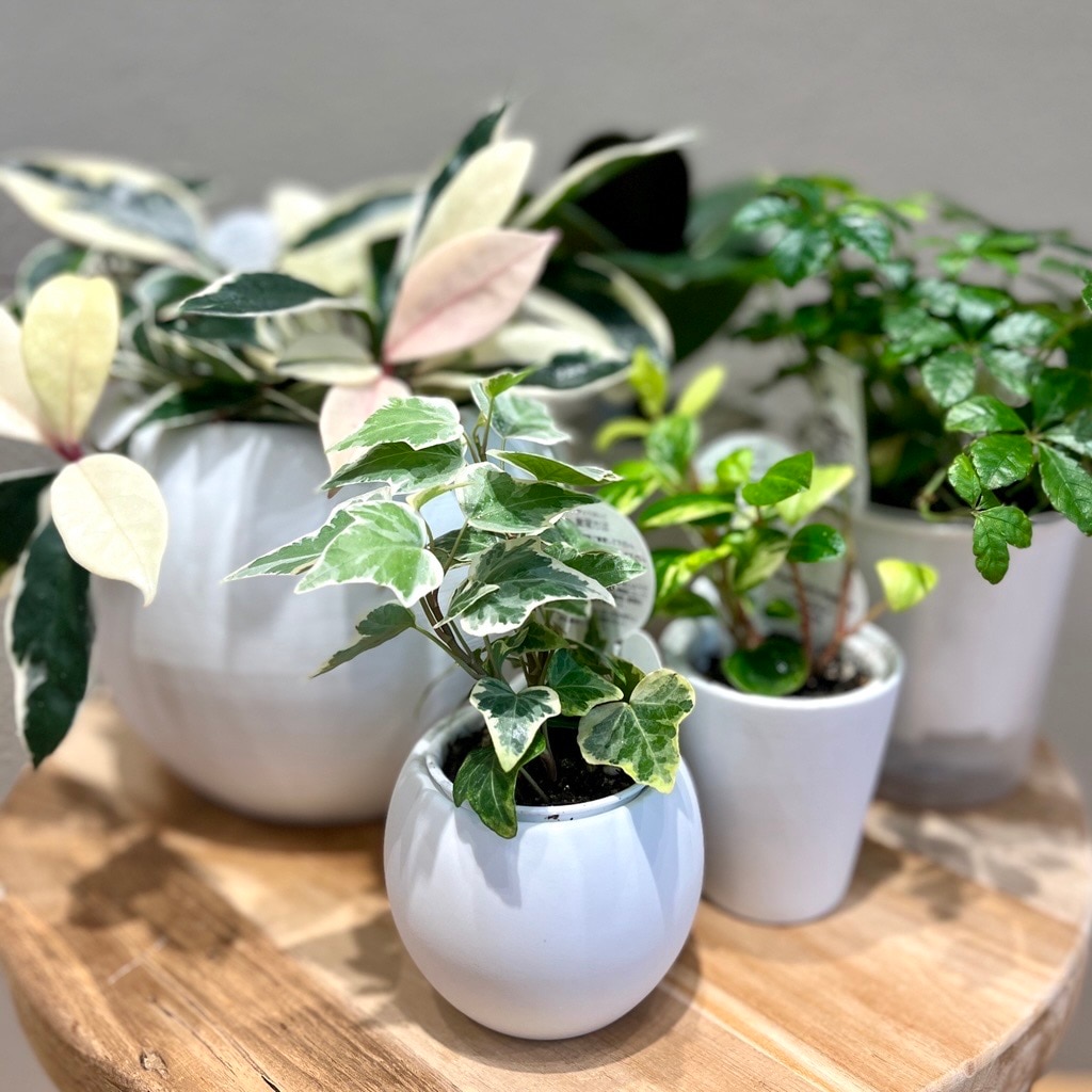 底面給水の観葉植物