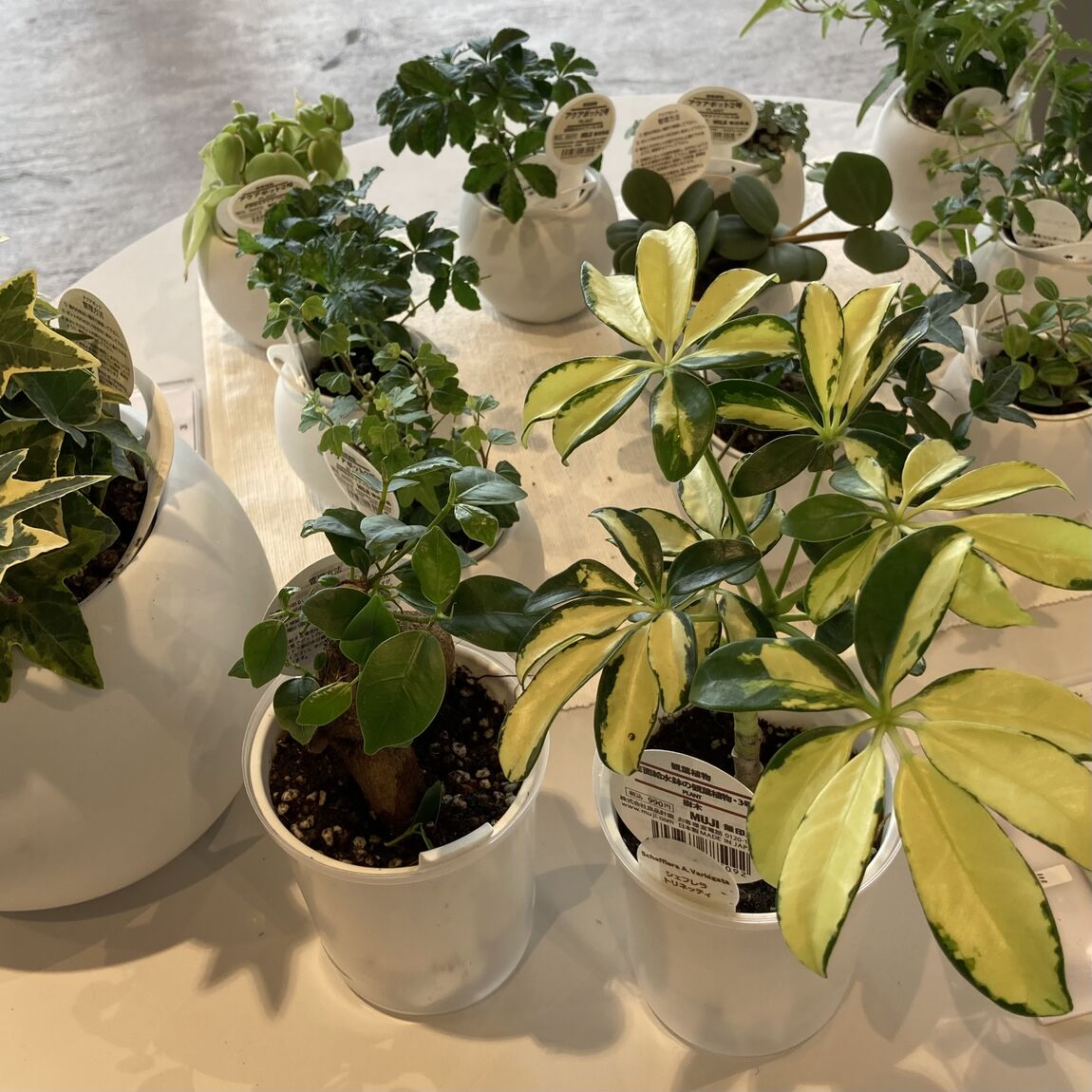 【オークビレッジかみす】無印良品のグリーン