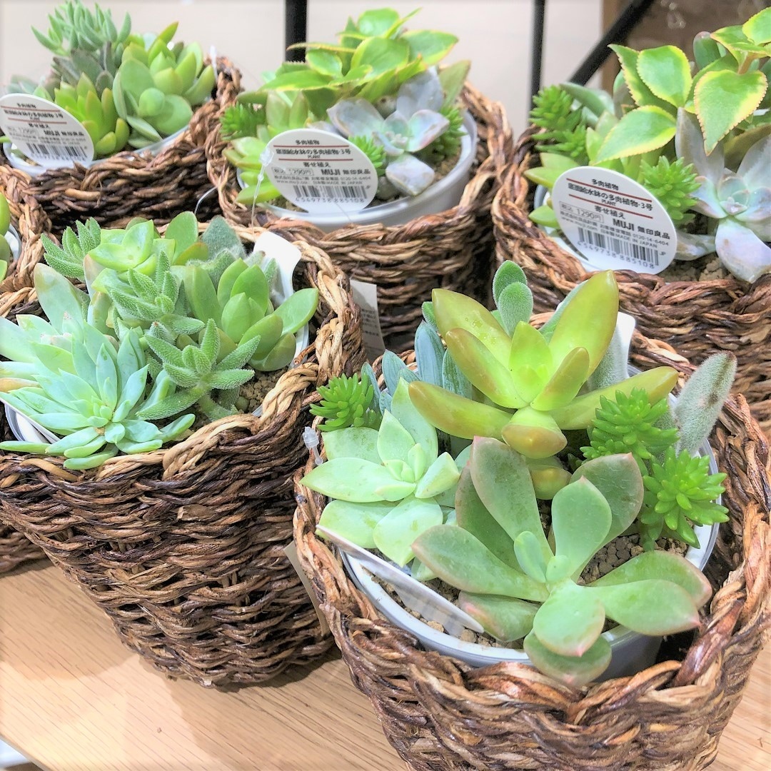 【モレラ岐阜】観葉植物入荷しました。