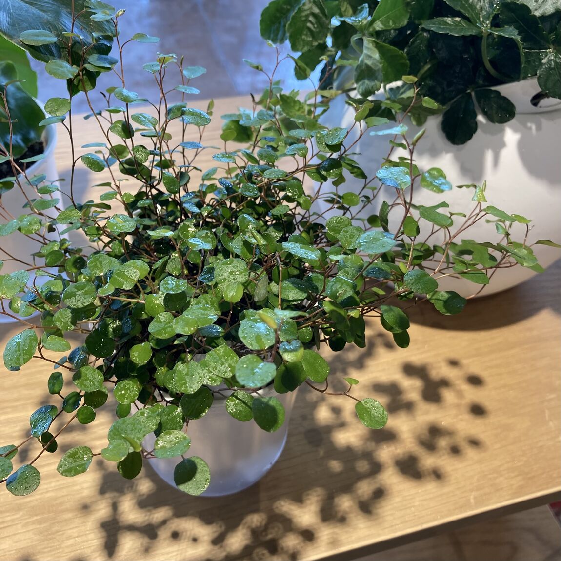 【オークビレッジかみす】グリーン入荷いたしました！