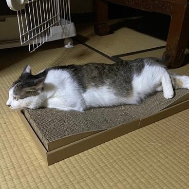 岡やんちの猫
