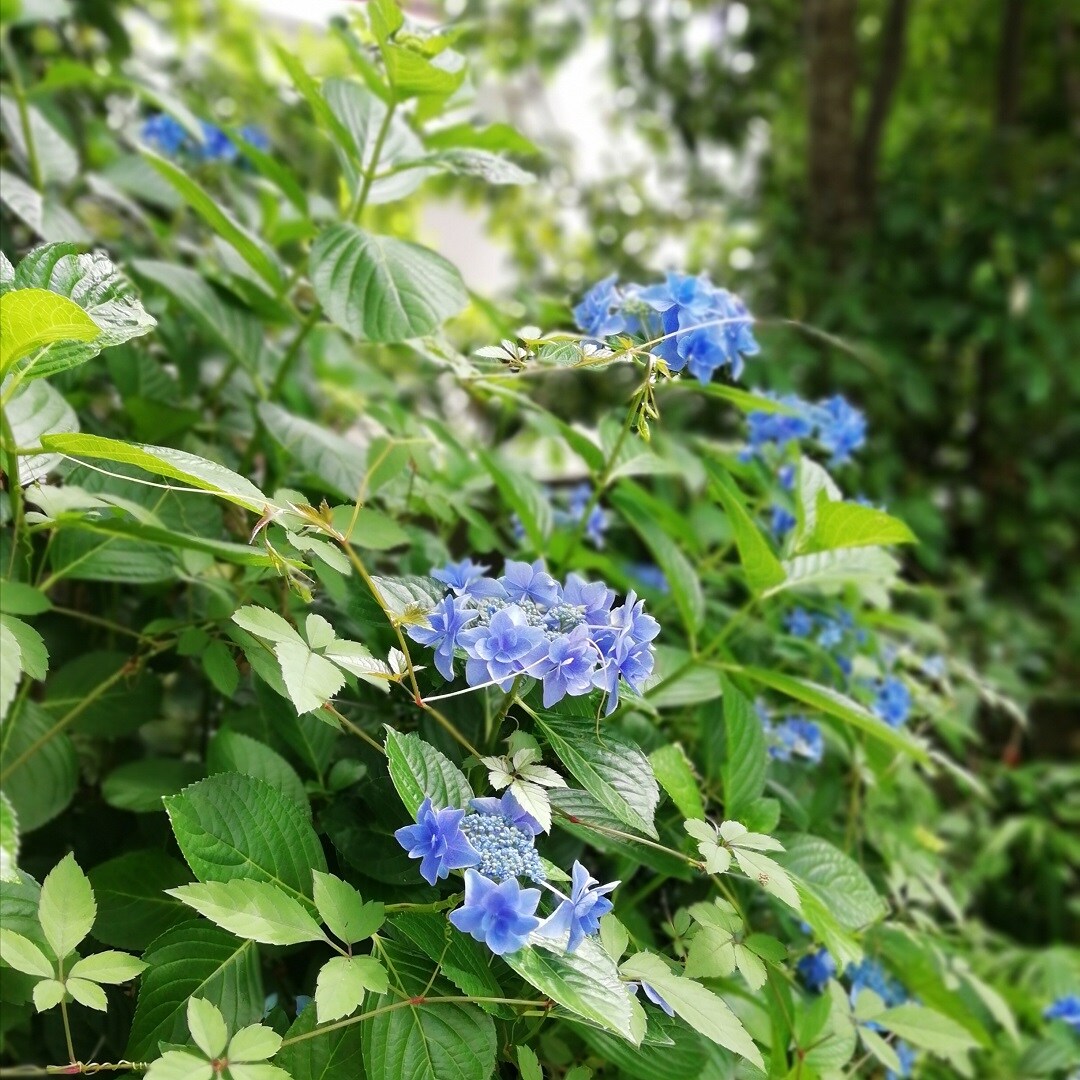 【山口】紫陽花