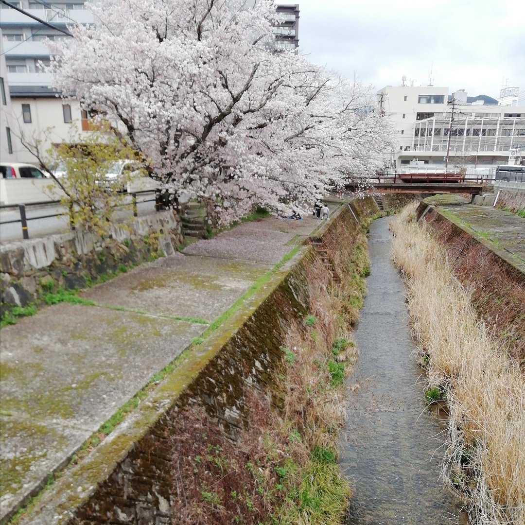 【山口】桜と川
