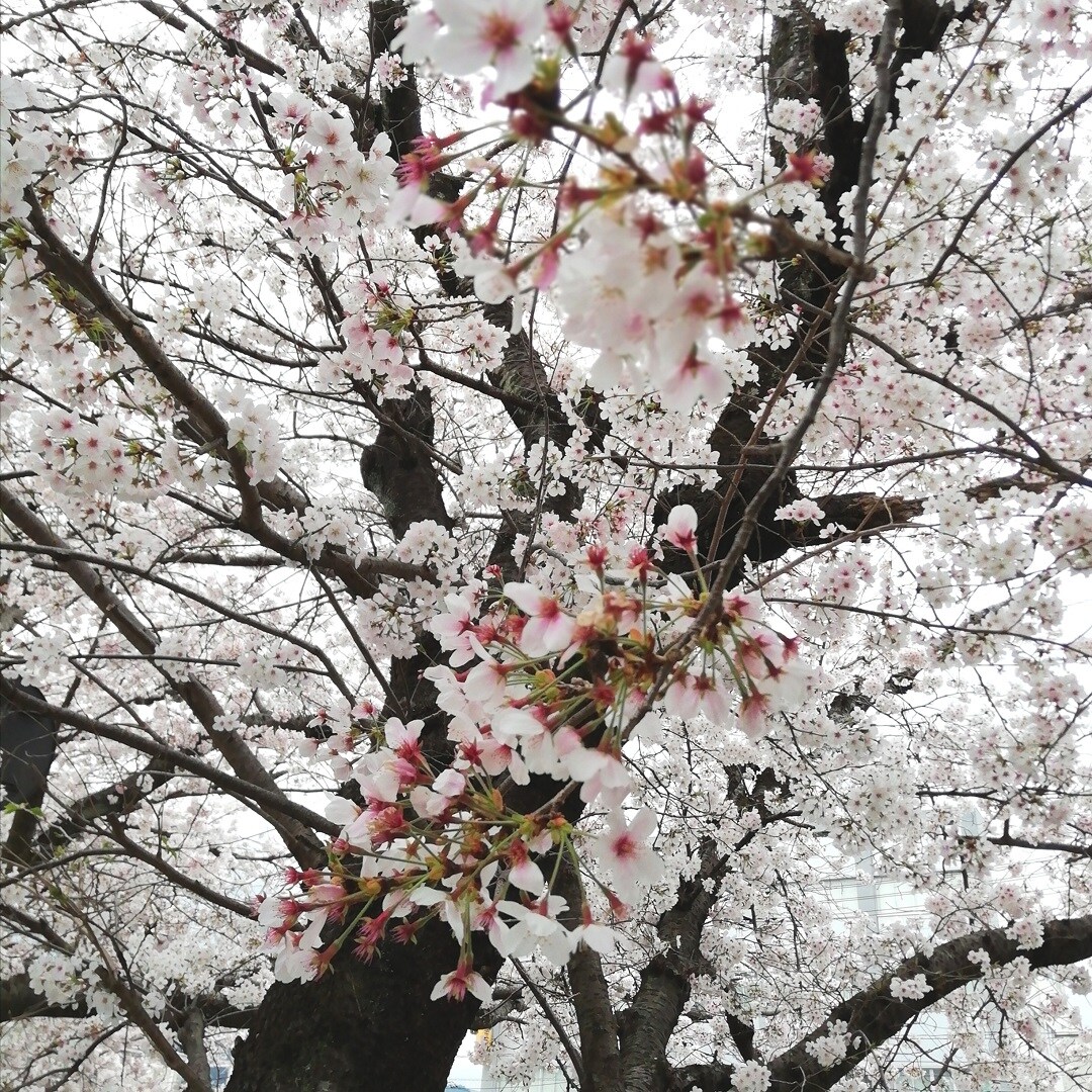 【山口】桜