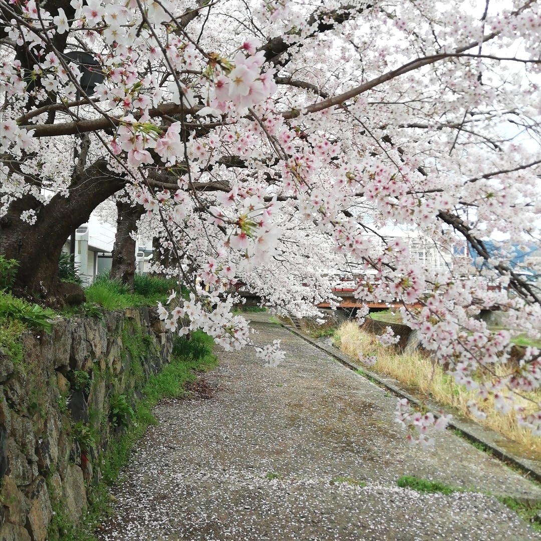 【山口】桜と川②