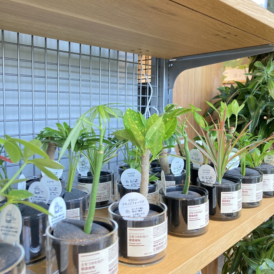 【ららぽーと福岡】お部屋を彩る素敵な植物たち_Nd7Ig0