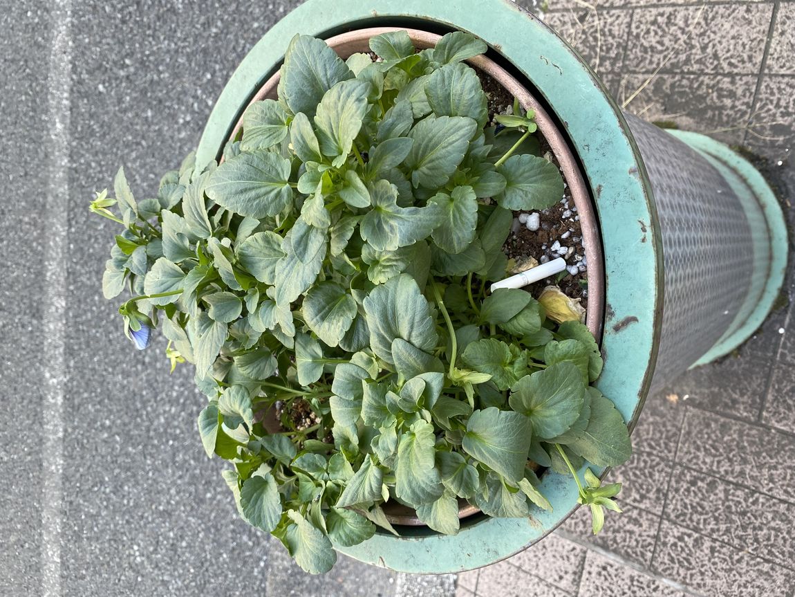 植え込み
