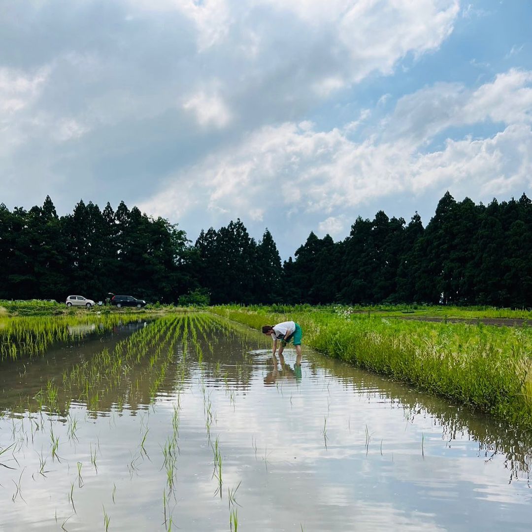 田植え
