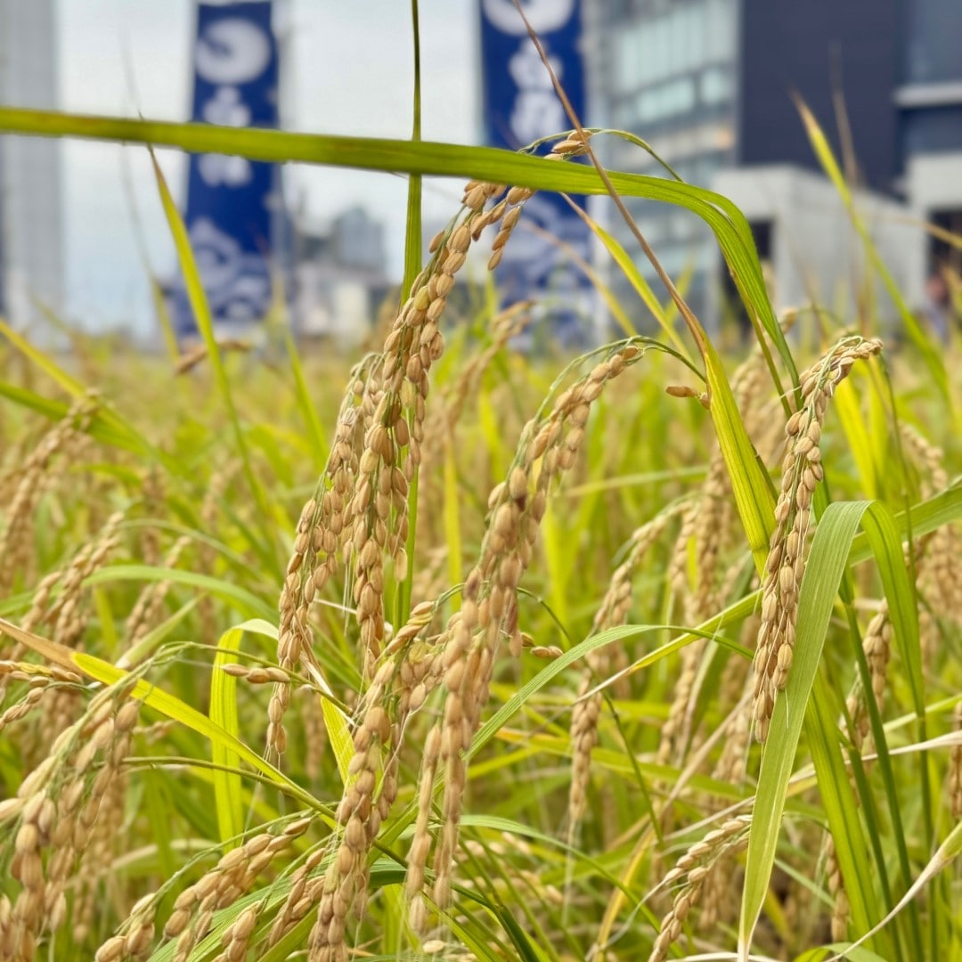 【銀座】屋上で稲刈り　