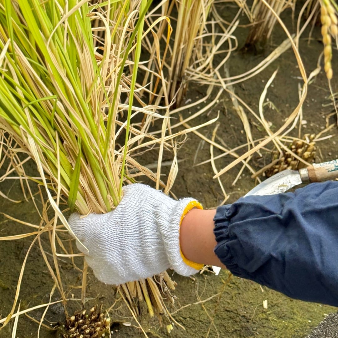 【銀座】屋上で稲刈り　