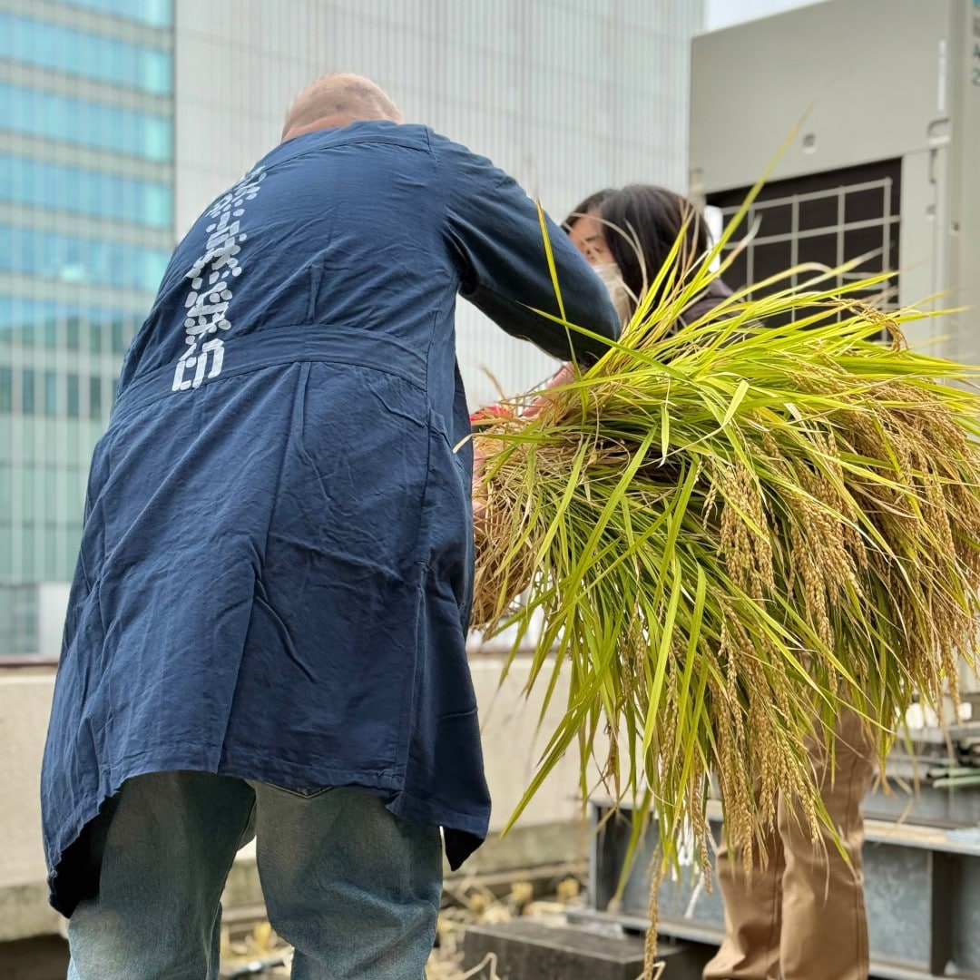 【銀座】屋上で稲刈り　