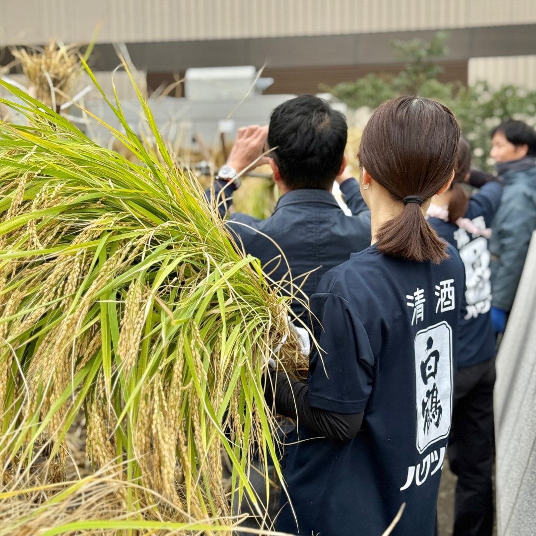 【銀座】屋上で稲刈り　