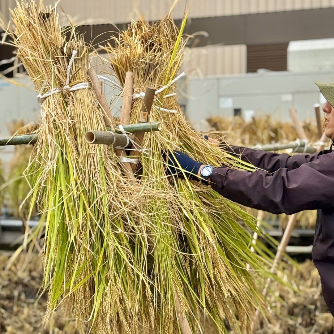 【銀座】屋上で稲刈り　