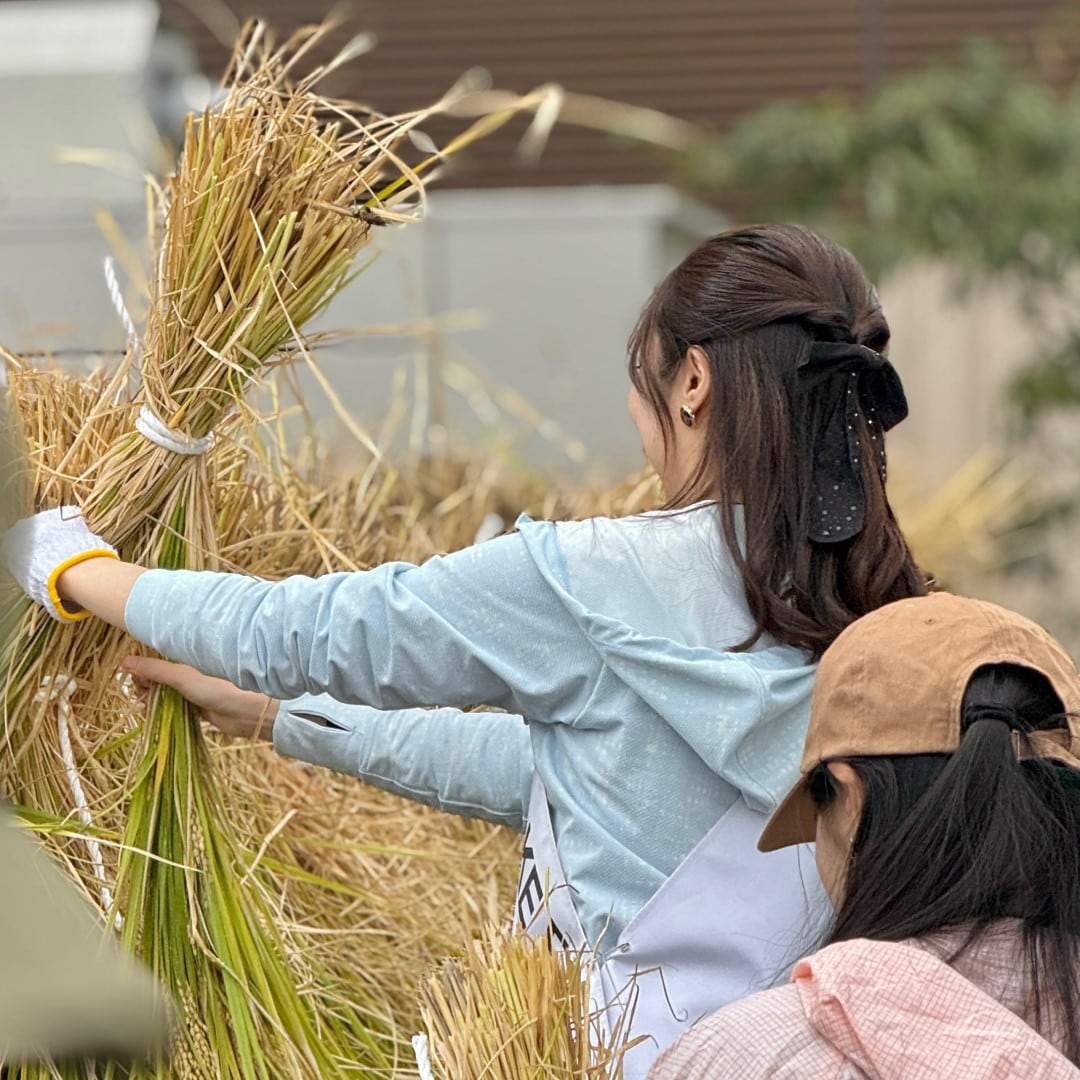 【銀座】屋上で稲刈り　