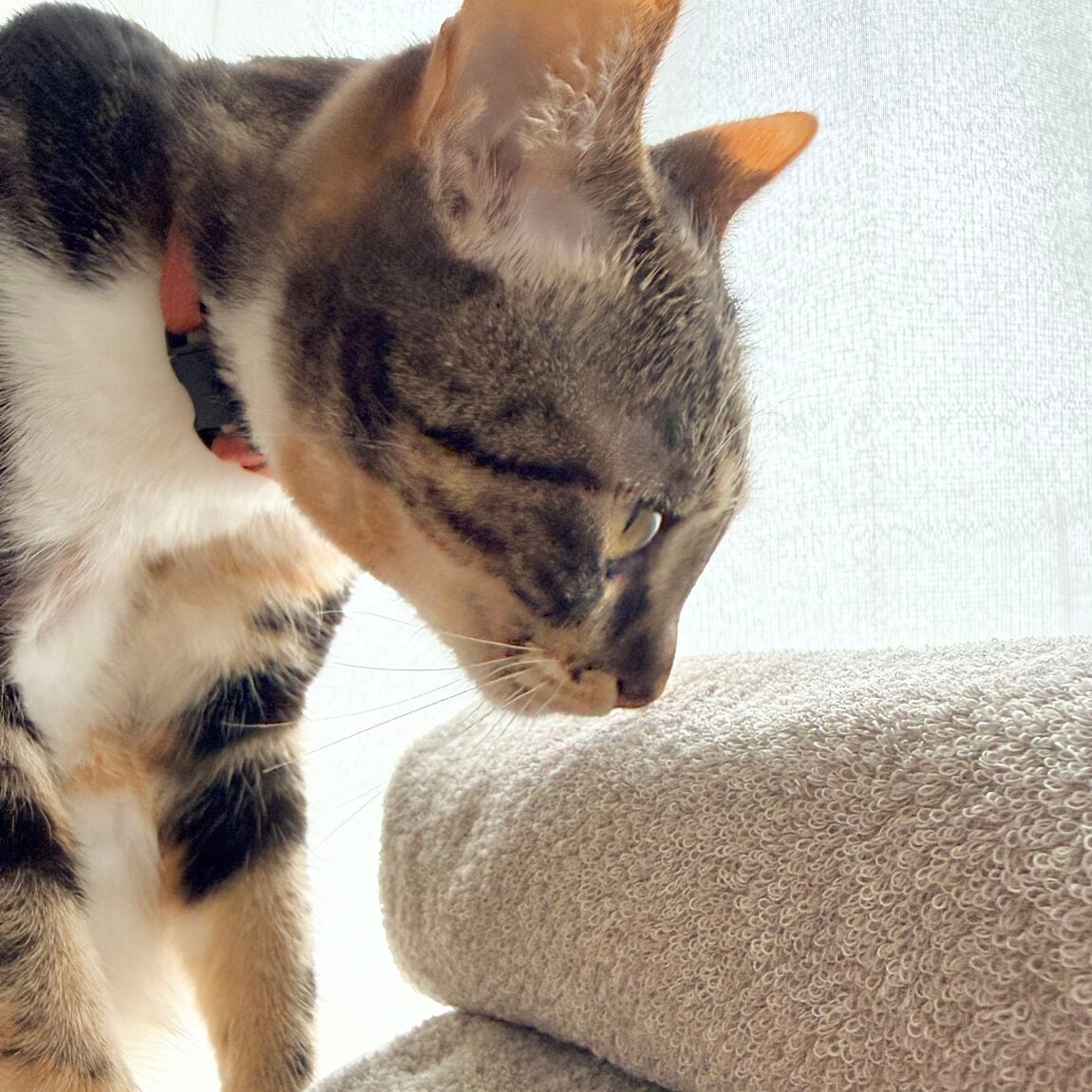 【アトレ川越】タオルを新調しませんか