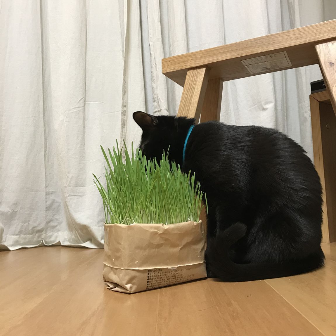 【エスパス仙台】わが家のねこの愛用品