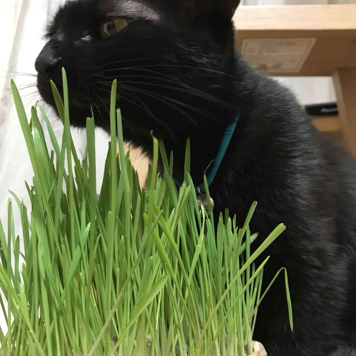 【エスパス仙台】わが家のねこの愛用品