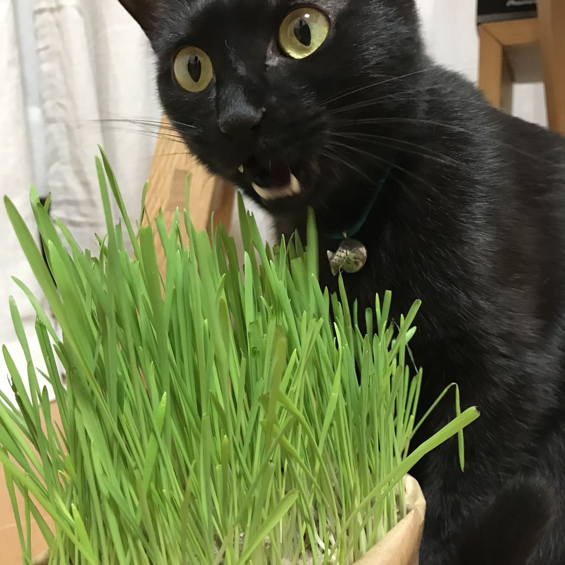 【エスパス仙台】わが家のねこの愛用品