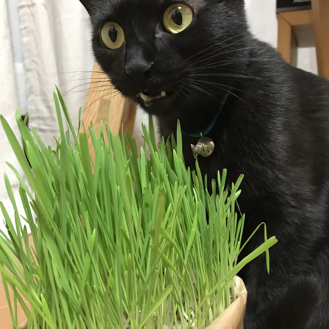【エスパス仙台】わが家のねこの愛用品