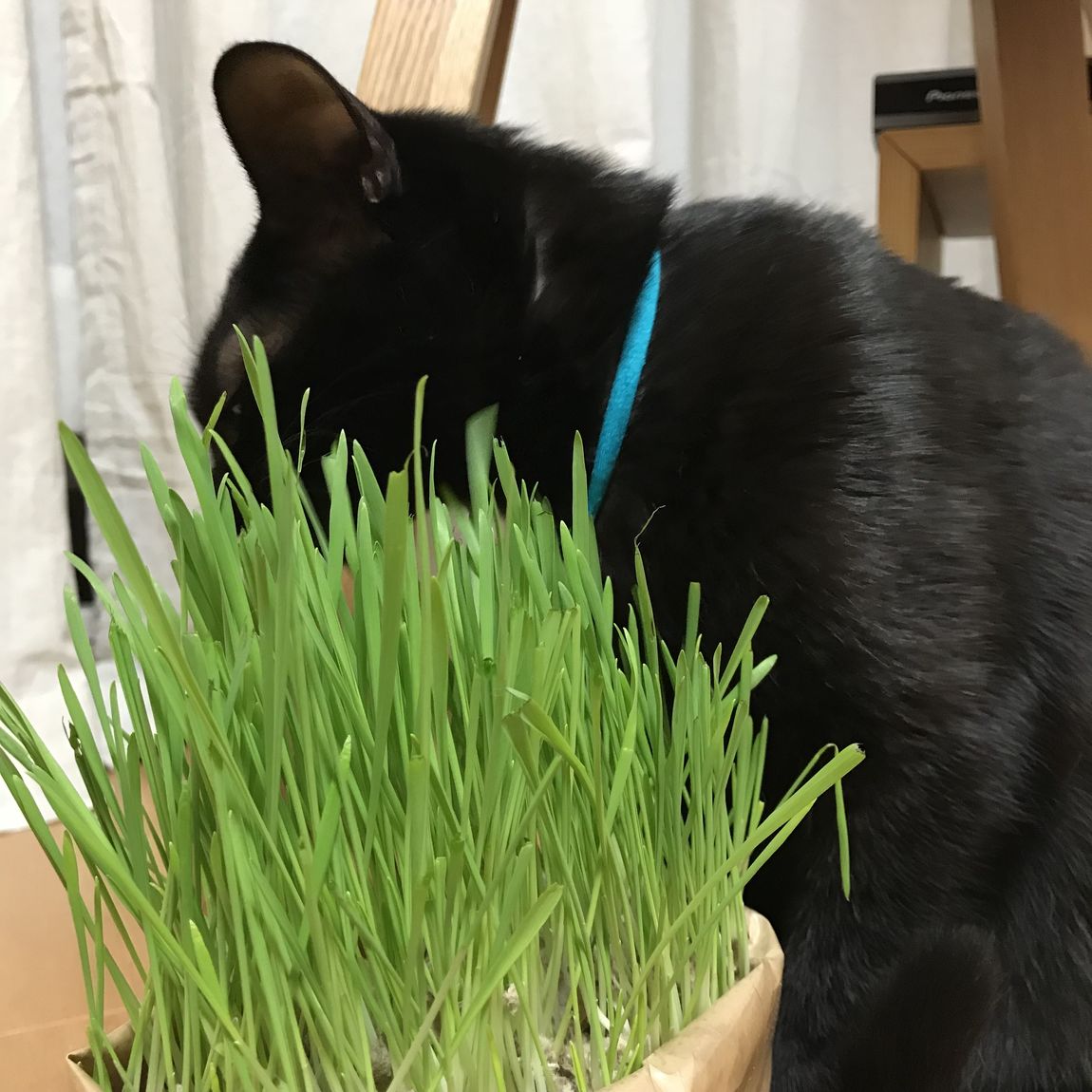 【エスパス仙台】わが家のねこの愛用品