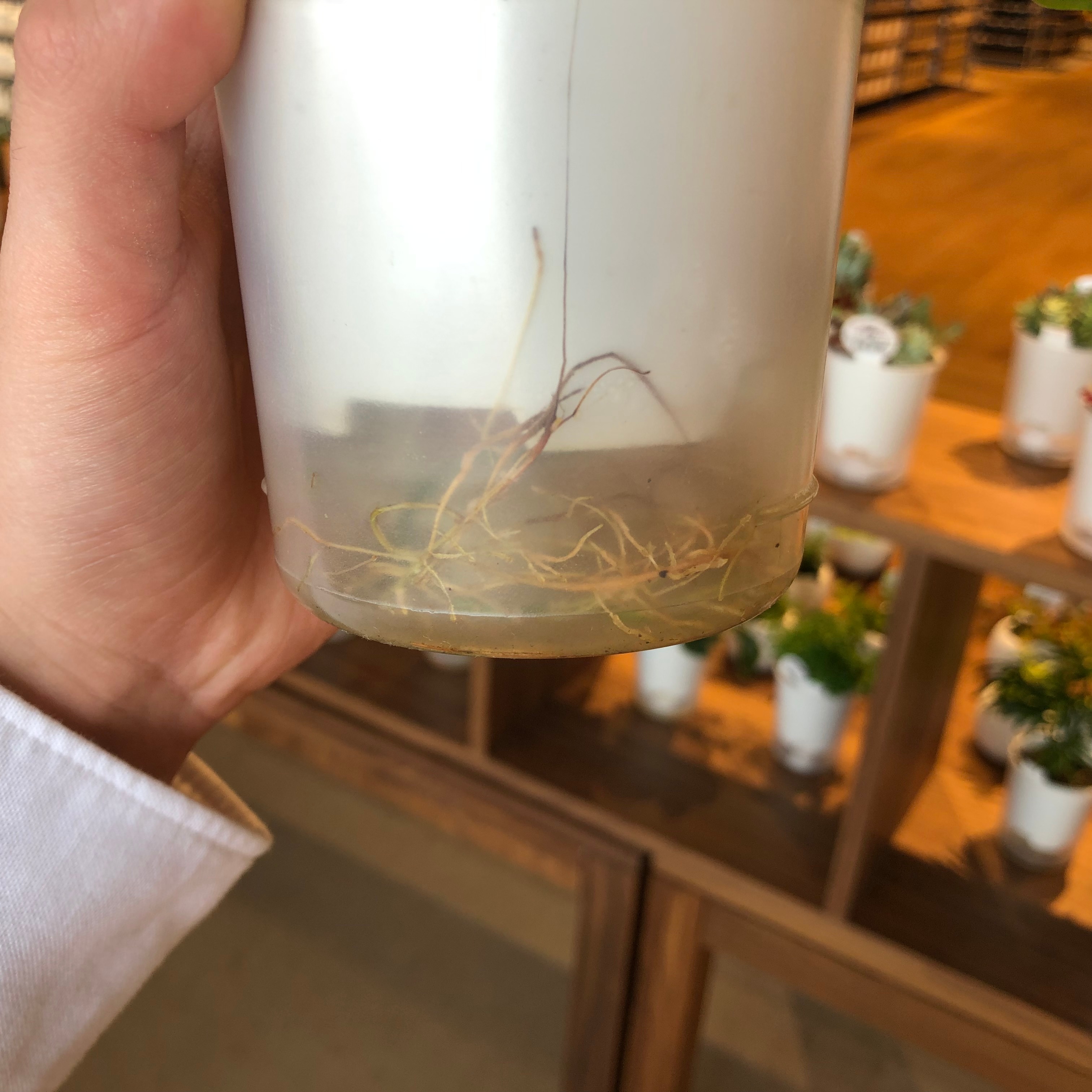 根っこ