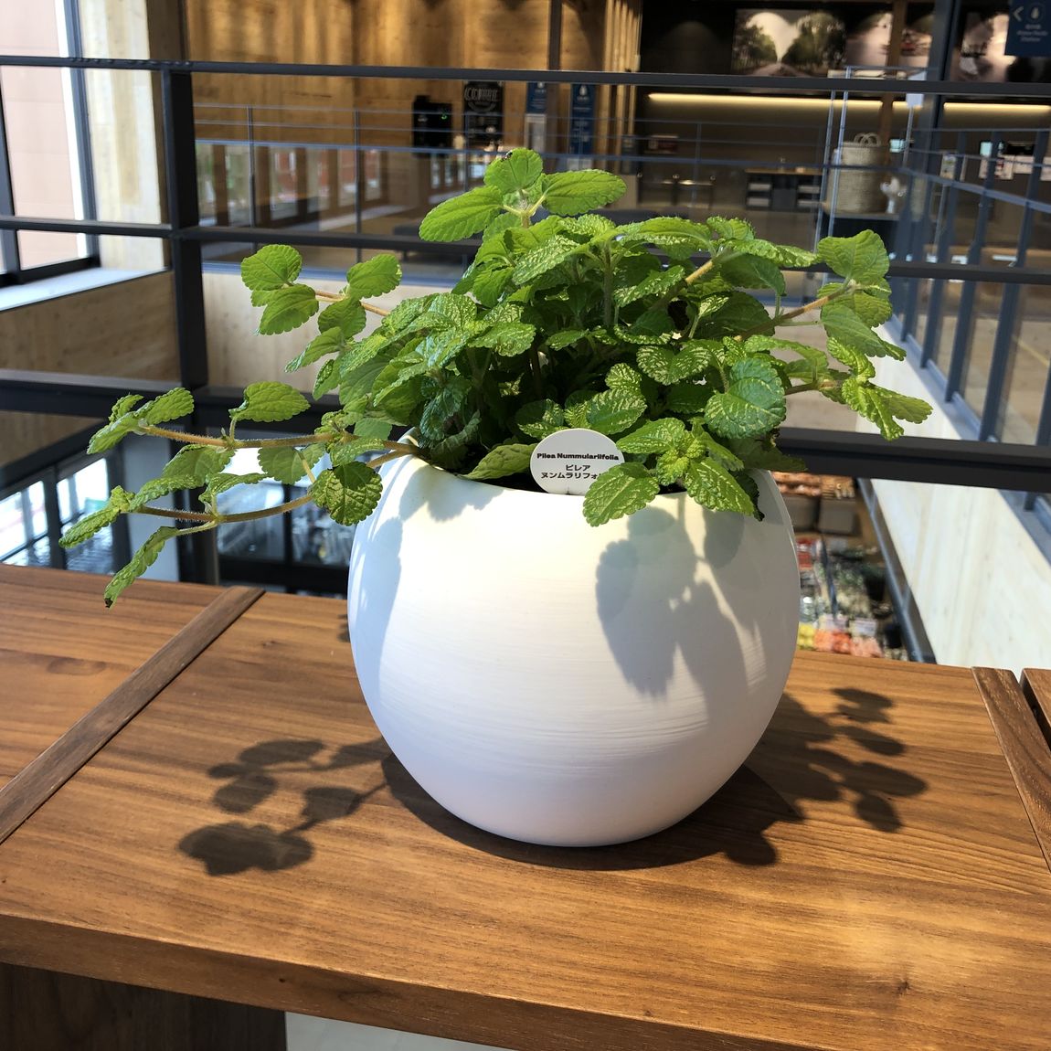 観葉植物