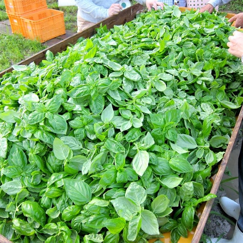 【アリオ加古川】新商品のあえるだけのパスタソース手摘みバジル