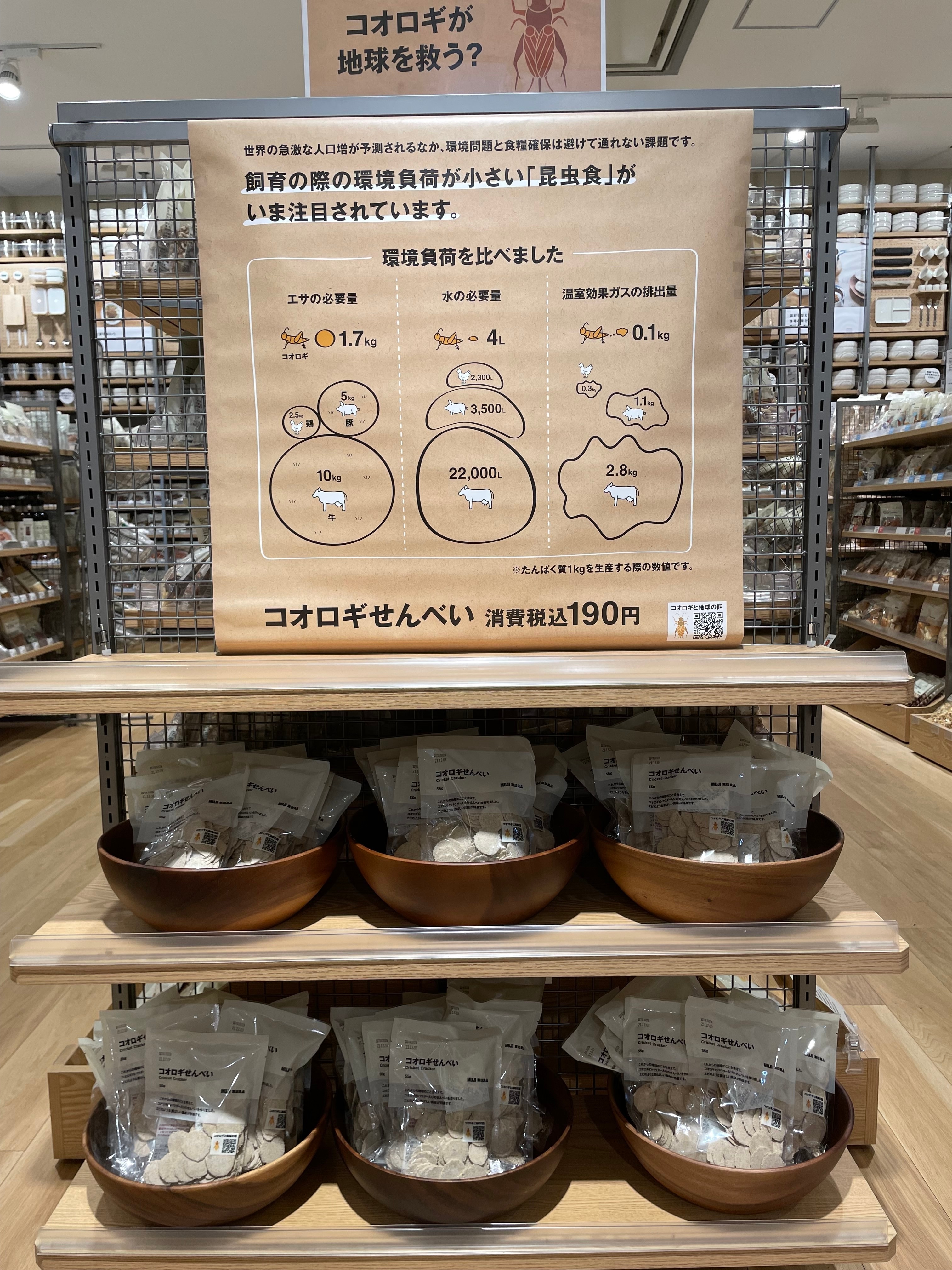 コオロギ