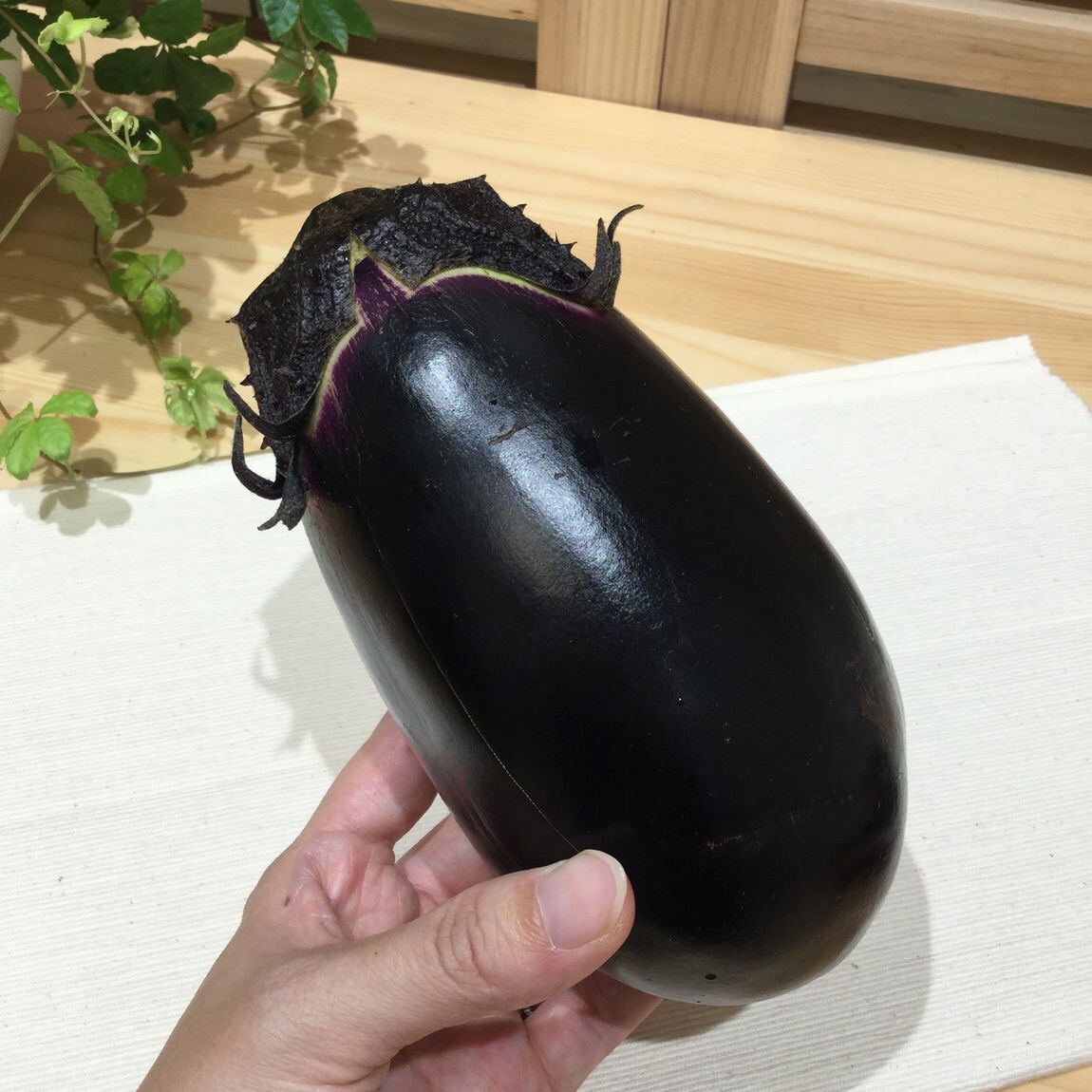 nasu