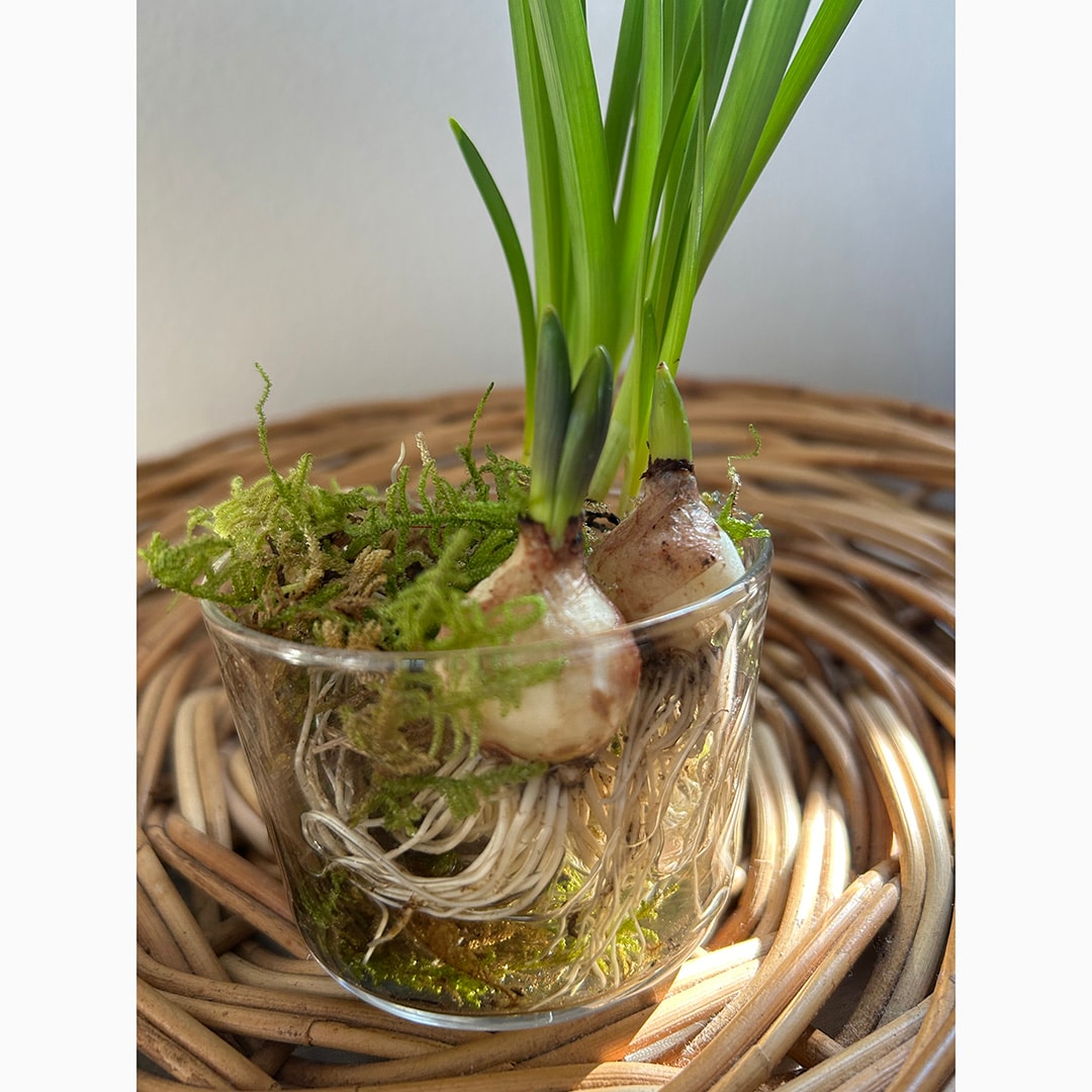 【京都山科】Spring Garden-球根花のアレンジ-｜イベントのお知らせ