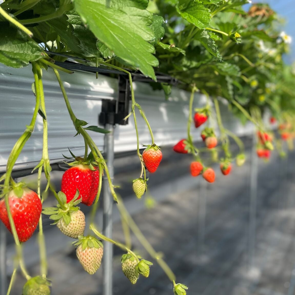 【堺北花田】クリスマスに、『加茂さんの朝摘みいちご』｜青果売場から
