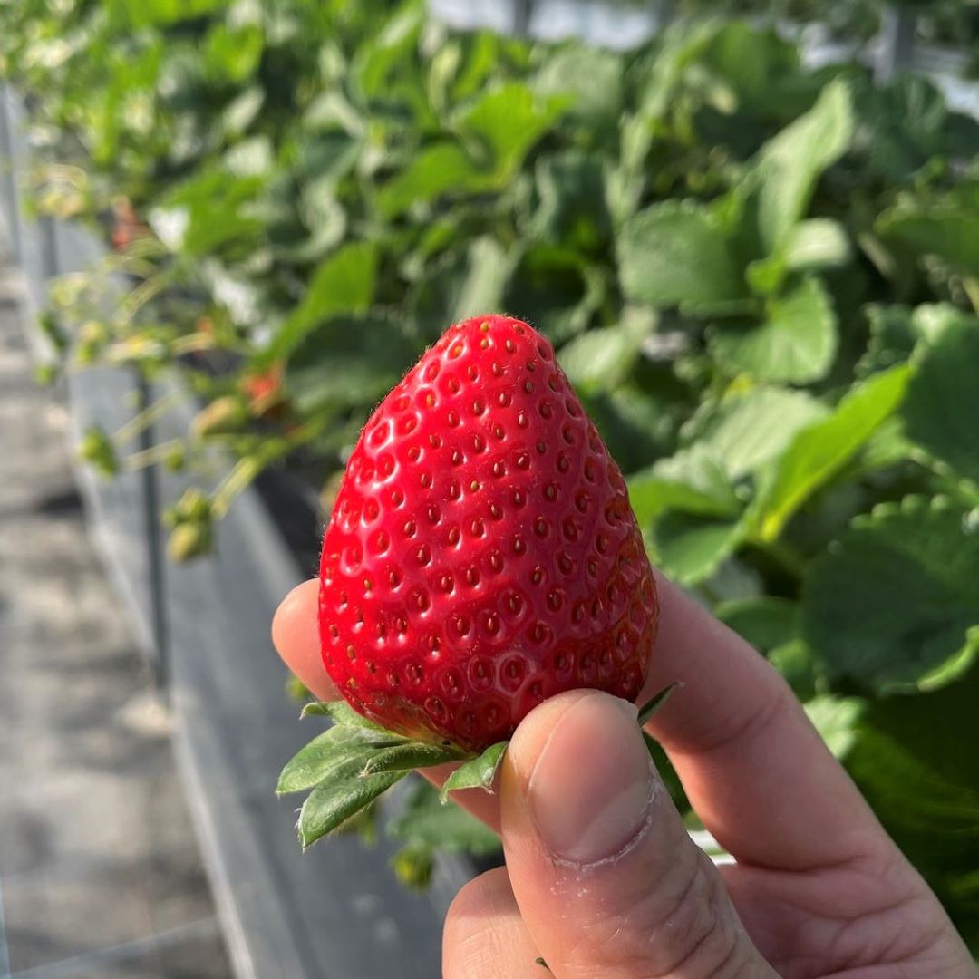 【堺北花田】クリスマスに、『加茂さんの朝摘みいちご』｜青果売場から