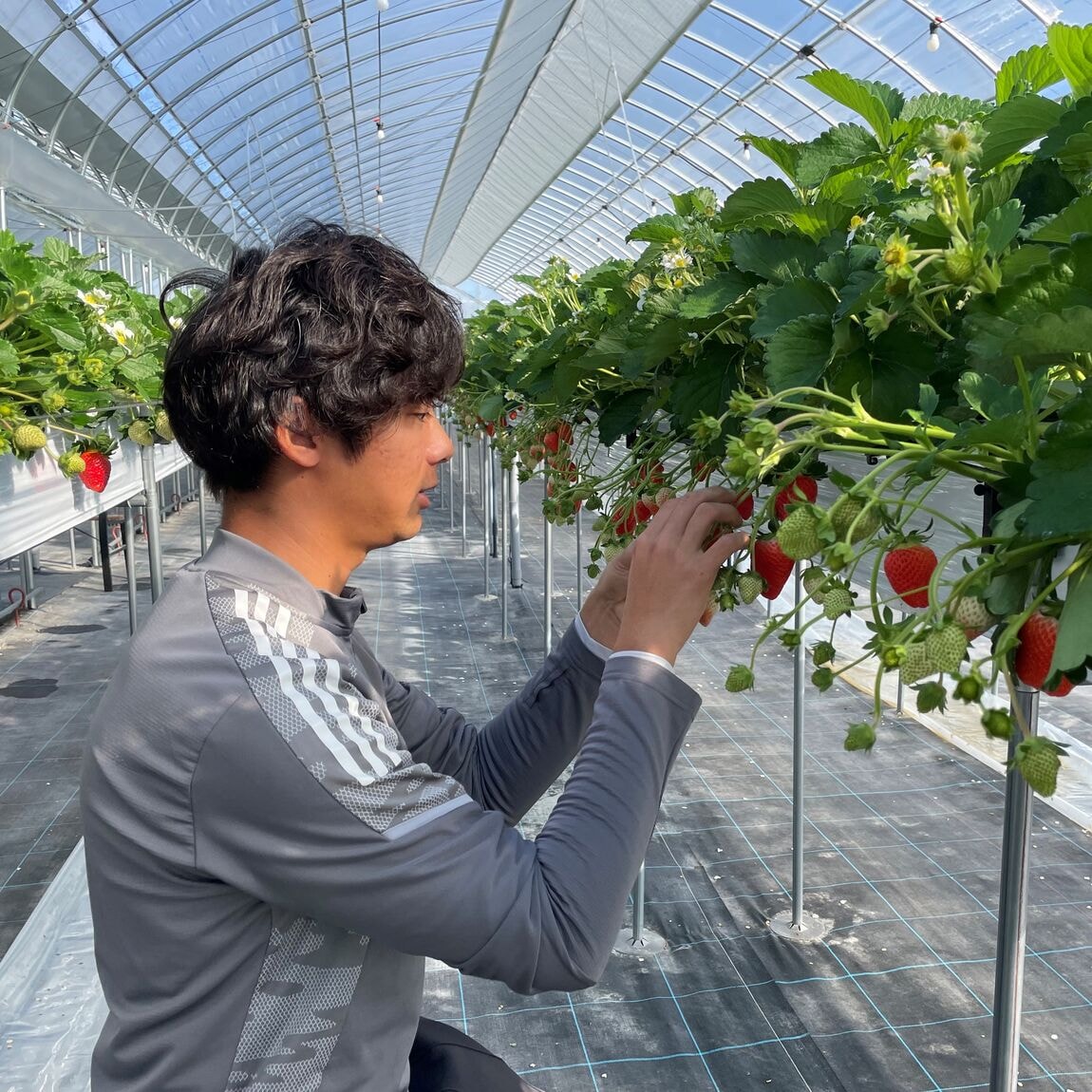 【堺北花田】クリスマスに、『加茂さんの朝摘みいちご』｜青果売場から