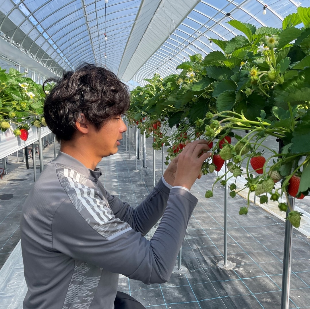 【堺北花田】みんなで学ぼう、いちごの秘密｜食育イベント