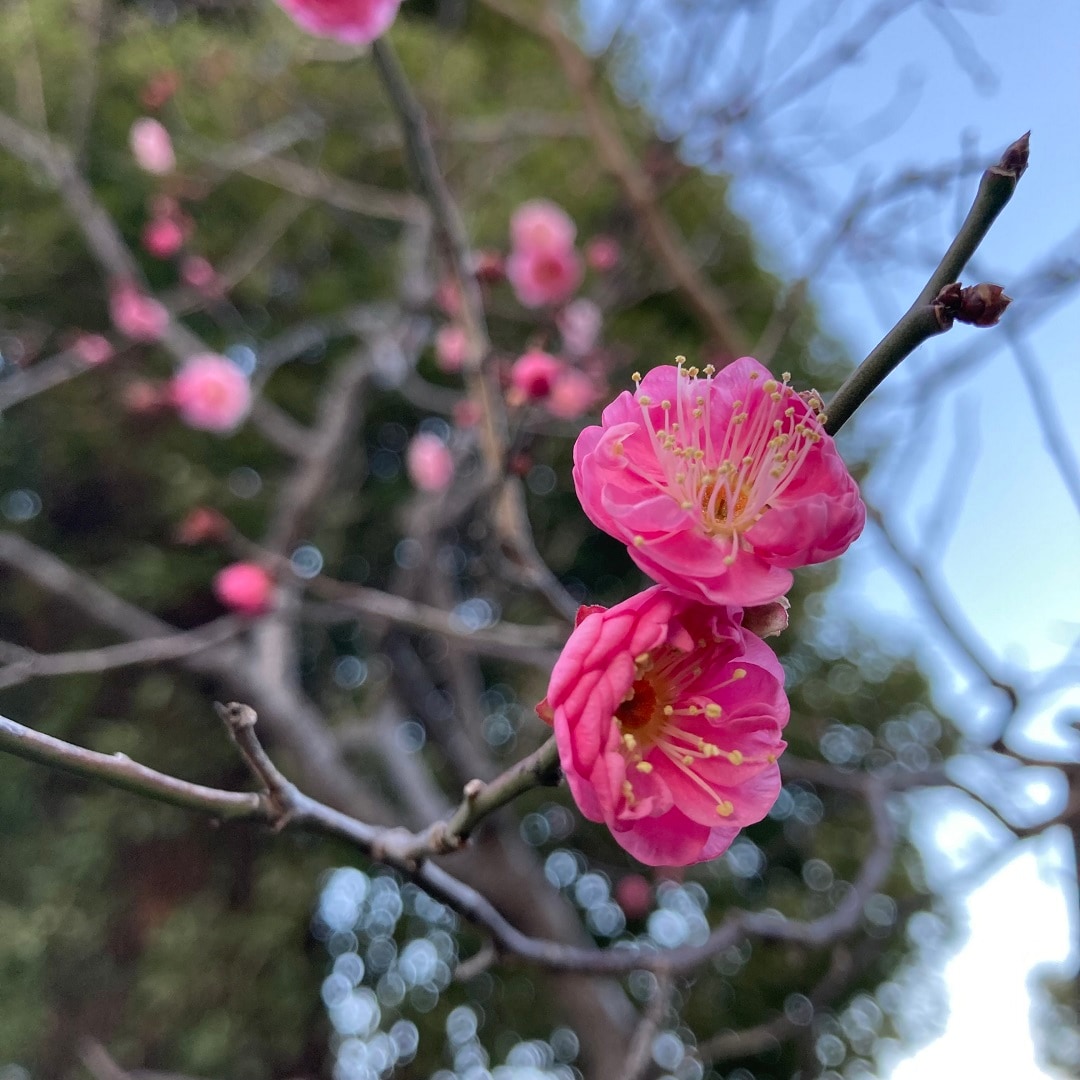 クロム