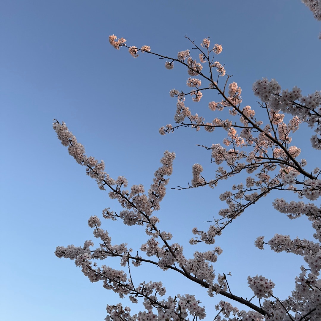 【イオンモール新発田】加治川桜まつり