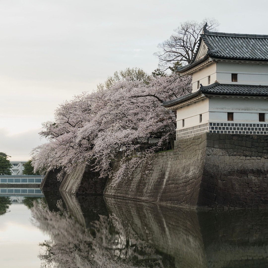 【イオンモール新発田】新発田城址公園桜まつり
