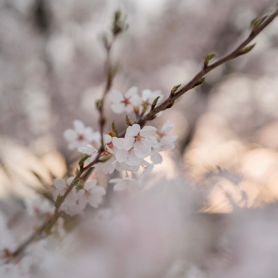 【イオンモール新発田】新発田城址公園桜まつり