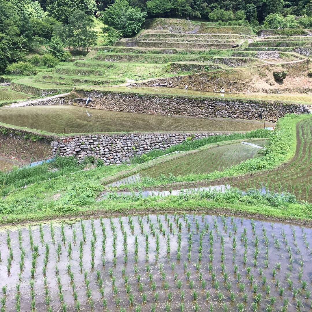 【MUJIキャナルシティ博多】つづら棚田に行ってきました！